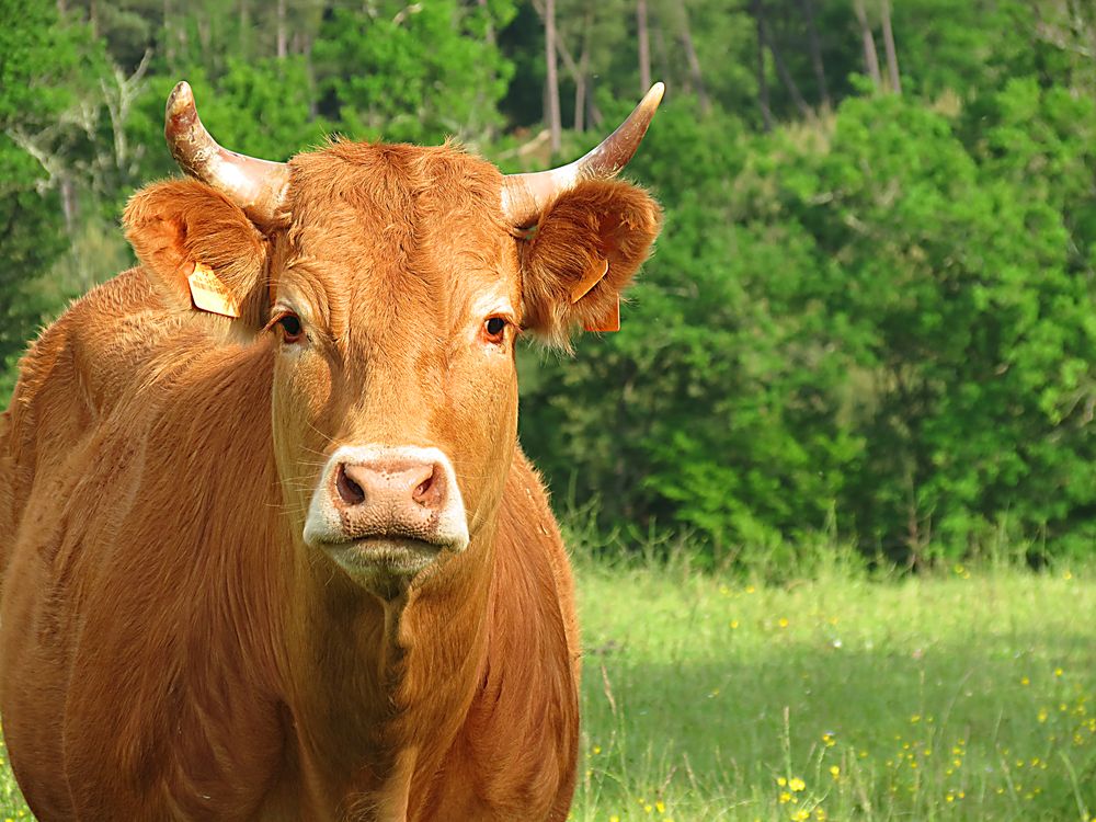 e1ne2-Vache_Clean_Sharp Vache ferme de paufy